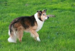 Verdwijningsalarm Hond rassenvermenging Vrouwtje , 15 jaar Colombier Frankrijk