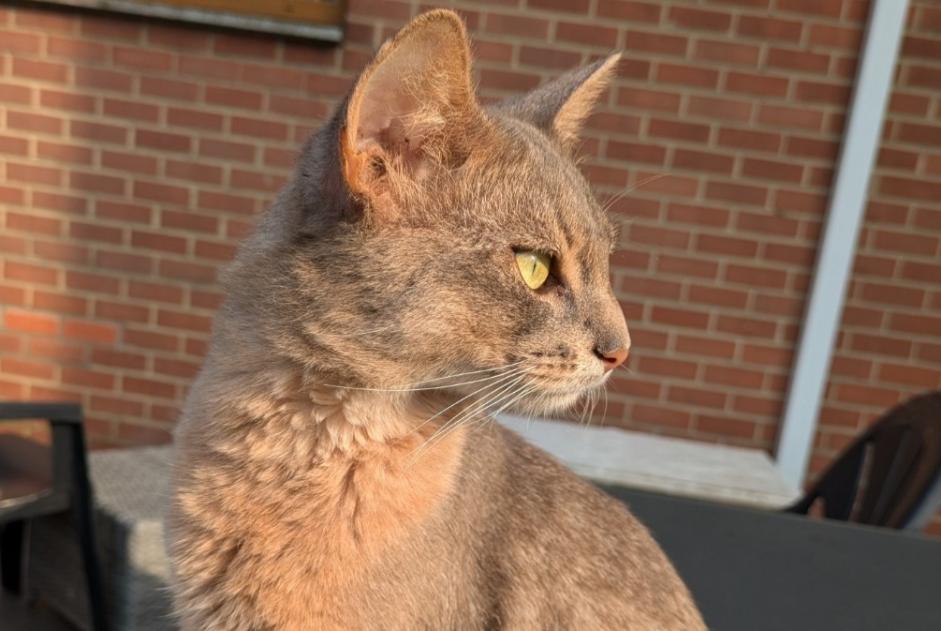 Verdwijningsalarm Kat  Mannetje , 2 jaar Charleroi België