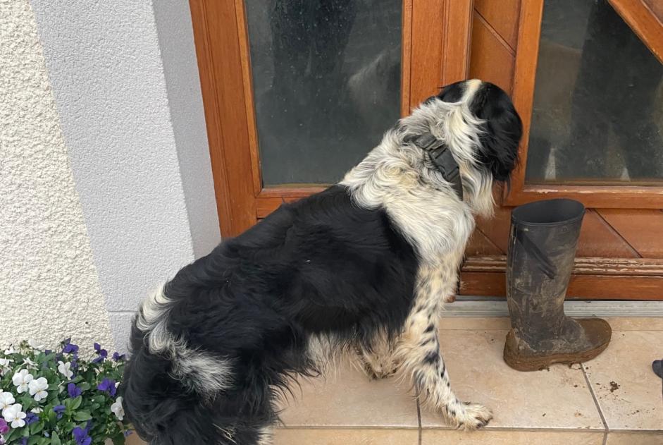 Alerta descoberta Cão Desconhecido Saint-Laurent-Bretagne France