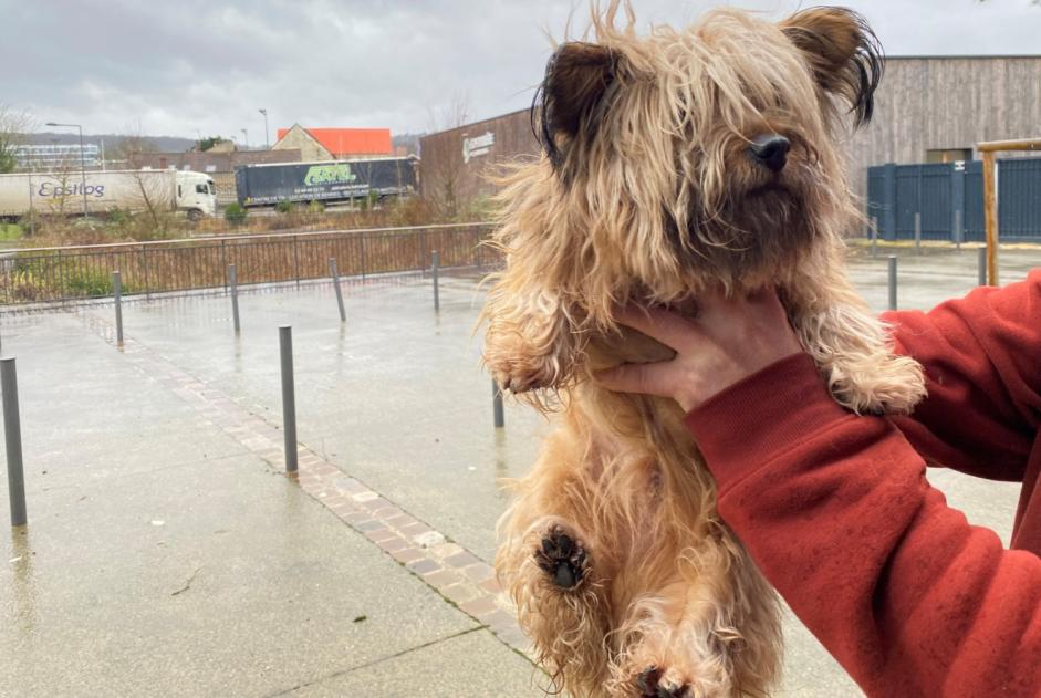 Alerta descoberta Cão  Macho , 4 anos Houilles France