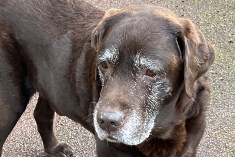 Alerta descoberta Cão  Macho Châtenay-Malabry France