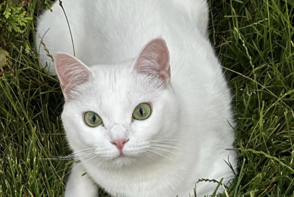 Alerta desaparecimento Gato Fêmea , 3 anos Tremblay-en-France France