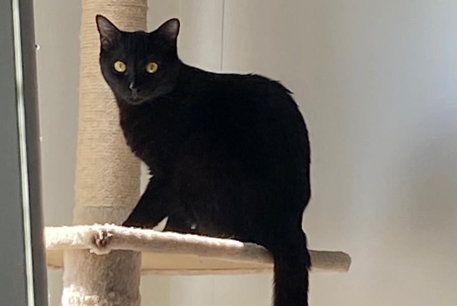 Alerta desaparecimento Gato Fêmea , 2 anos Cheseaux-sur-Lausanne Switzerland