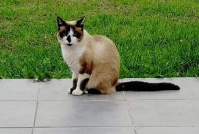 Alerta desaparecimento Gato cruzamento Fêmea , 8 anos Damgan France