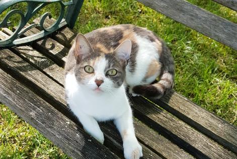 Alerta desaparecimento Gato Fêmea , 9 anos Neuvicq-le-Château France