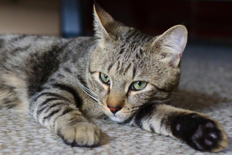 Alerta desaparecimento Gato  Macho , 7 anos Aix-en-Provence France