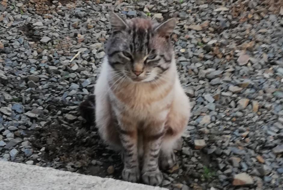 Alerta desaparecimento Gato  Macho , 5 anos Lanvollon France