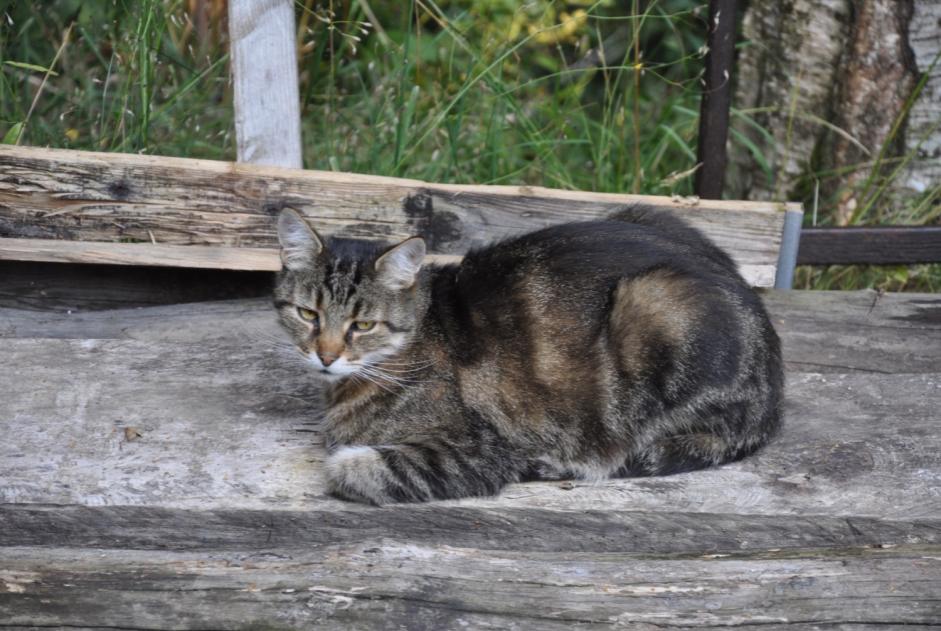 Alerta desaparecimento Gato Macho , 13 anos Blonay - Saint-Légier Switzerland