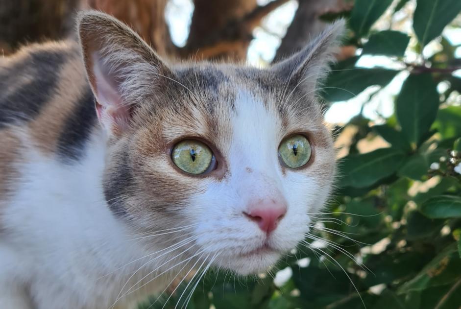 Alerta desaparecimento Gato Fêmea , 4 anos Le Pallet France